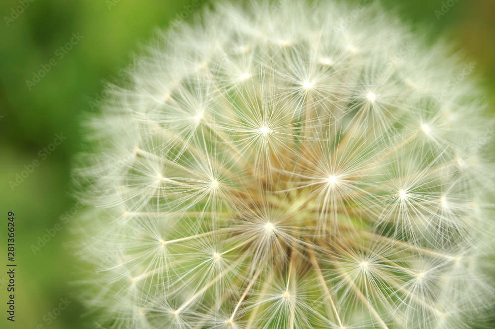 Fototapeta premium close-up of a seed head of a dandelion