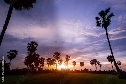 sunset on rice filed