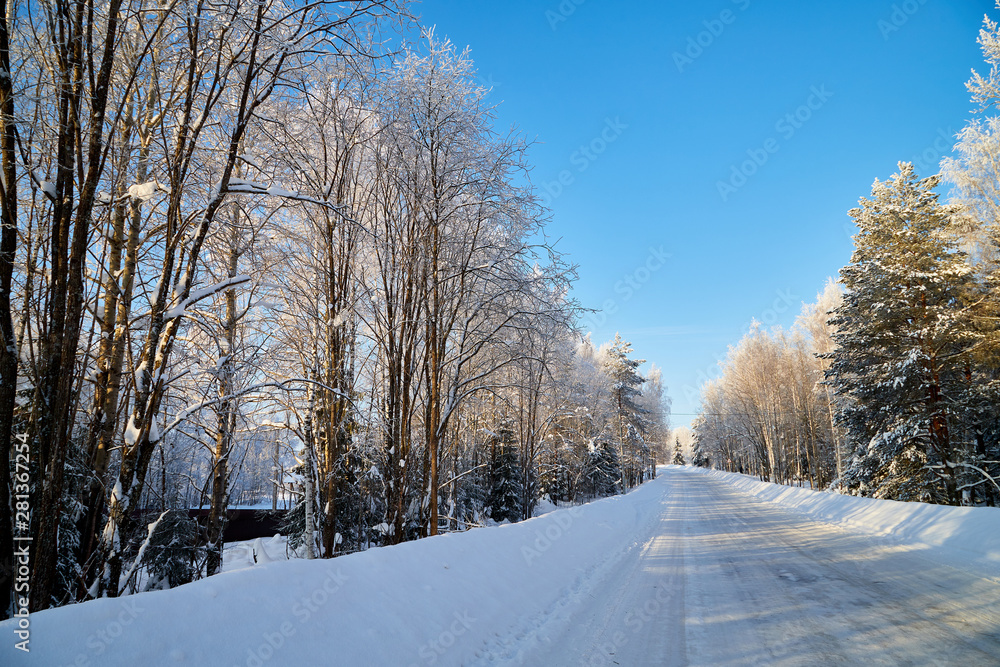 Fototapeta premium White road in a winter forest with snow covered trees in a sunny day