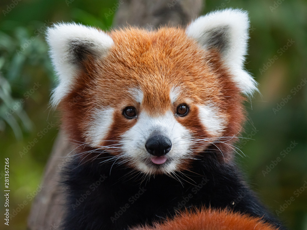 Endangered Red Panda in Captivity Endangered Red Panda in Captivity