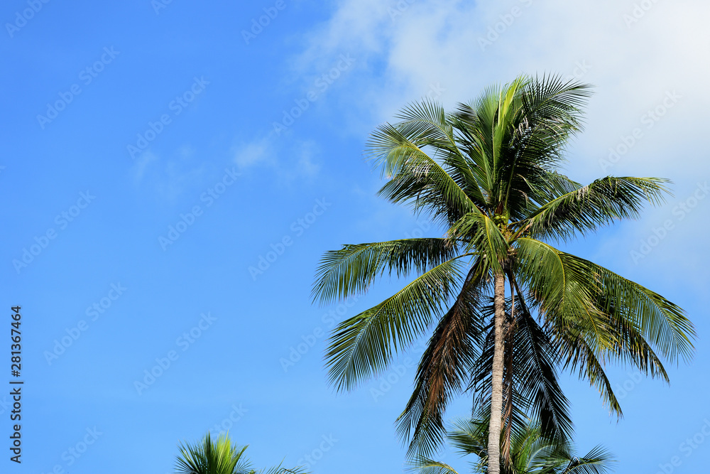 Palm tree against the blue sky on a cloudy day. Tropical background Palm tree against the blue sky on a cloudy day. Tropical background