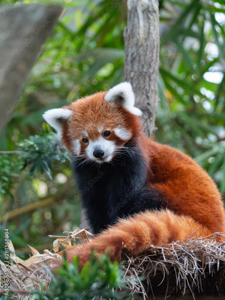 Naklejka premium Endangered Red Panda in Captivity