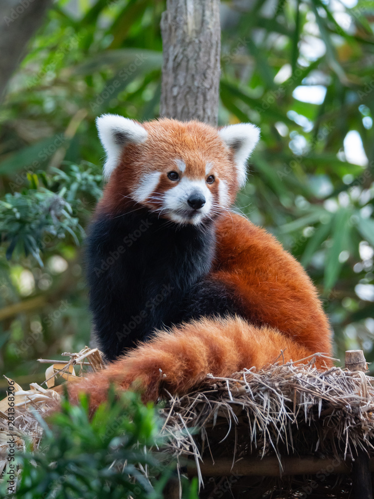 Fototapeta premium Endangered Red Panda in Captivity