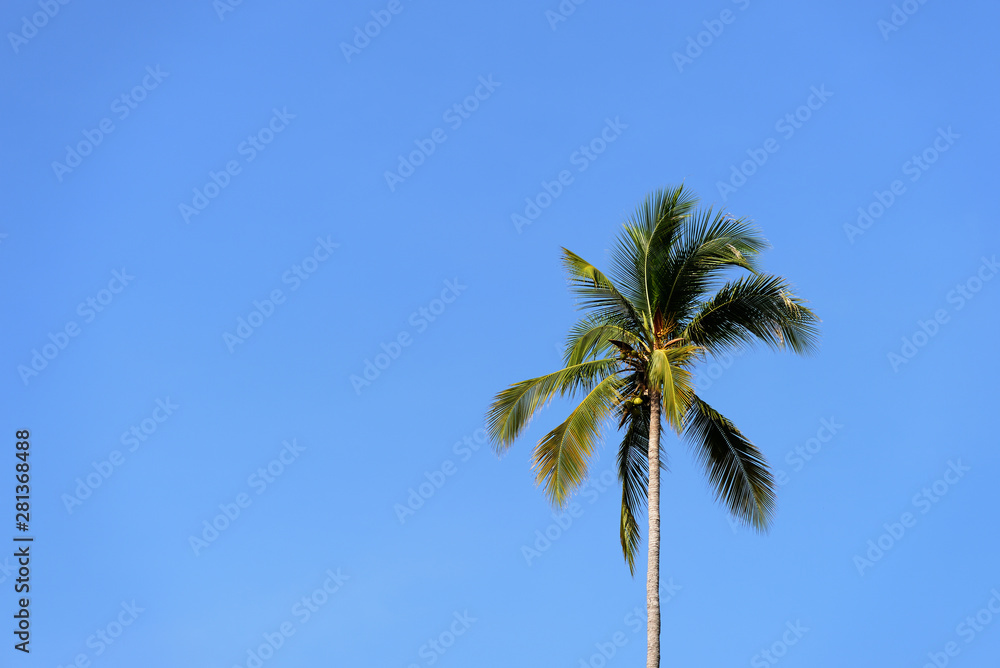 Beautiful palm tree against the blue sky on a clear day. Tropical background Beautiful palm tree against the blue sky on a clear day. Tropical background