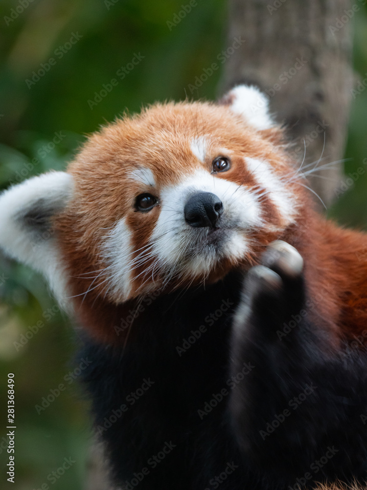 Naklejka premium Endangered Red Panda in Captivity