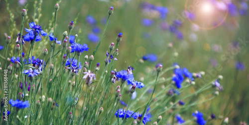 kornblumen  feld