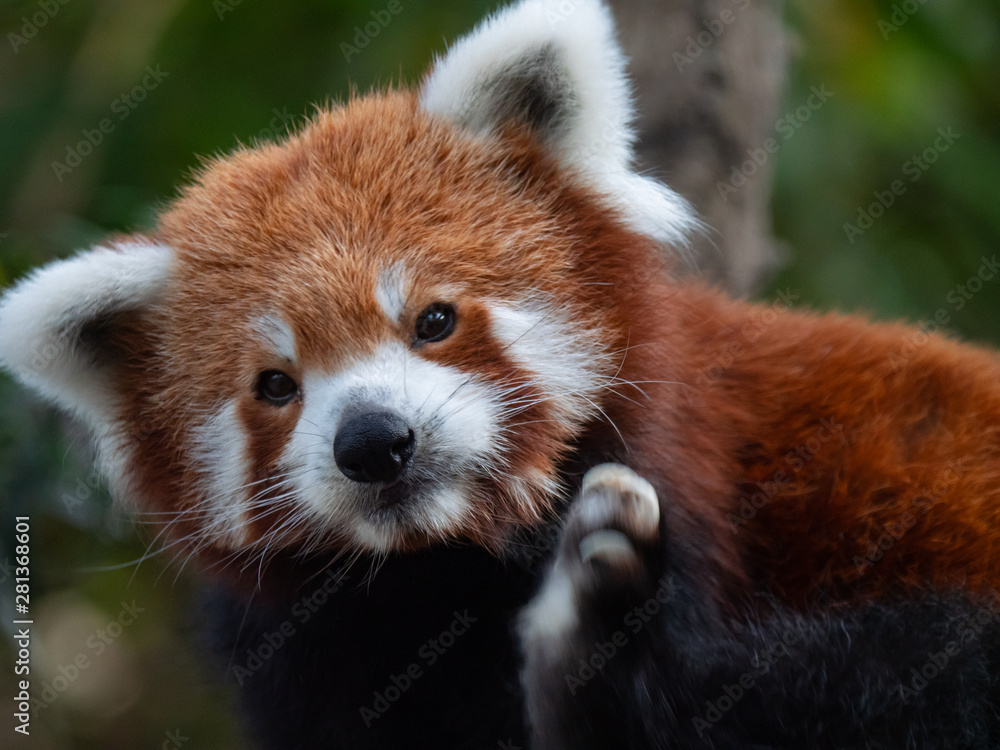 Endangered Red Panda in Captivity Endangered Red Panda in Captivity