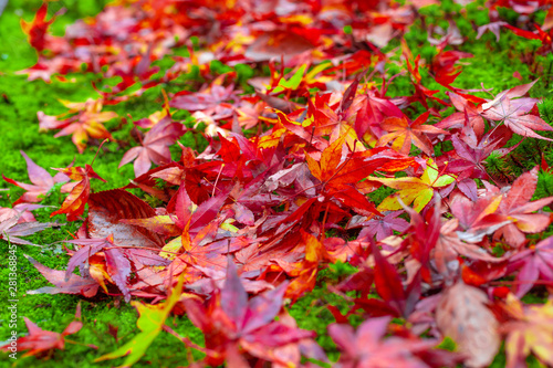 Red maple leaves in autumn season blurred background in Kitakyushu, Fukuoka Prefecture, Japan.shallow focus effect.