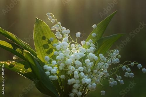 Delicate bouquet of lilies of the valley with dew drops on green leaves