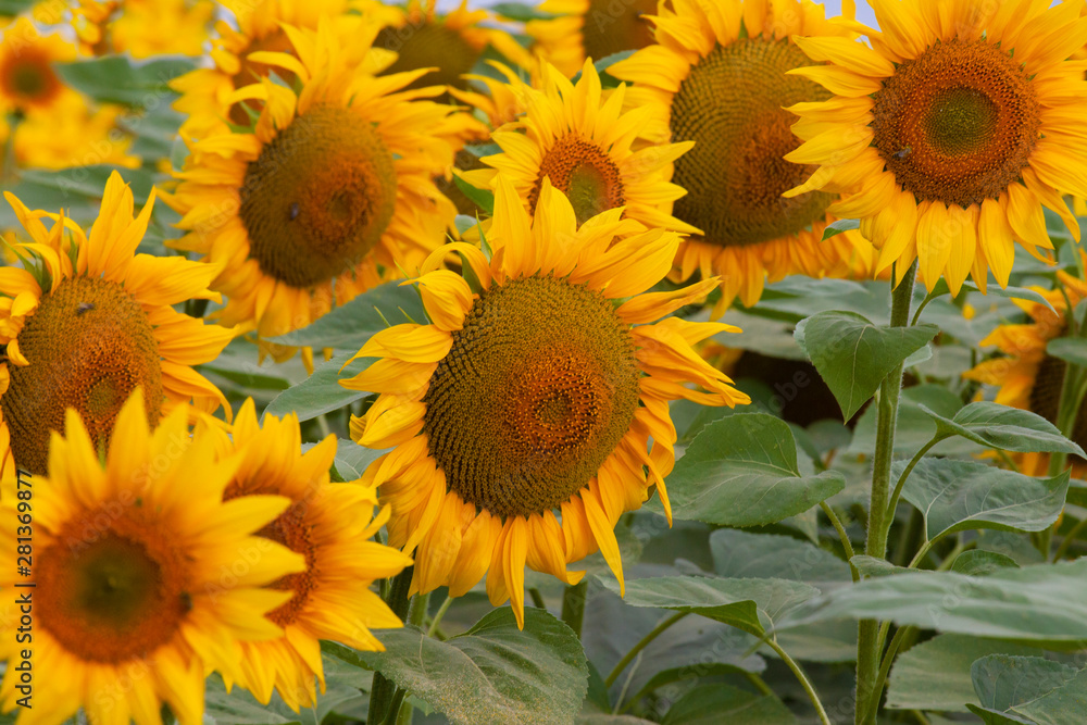 background from a variety of blooming beautiful field sunflowers background from a variety of blooming beautiful field sunflowers