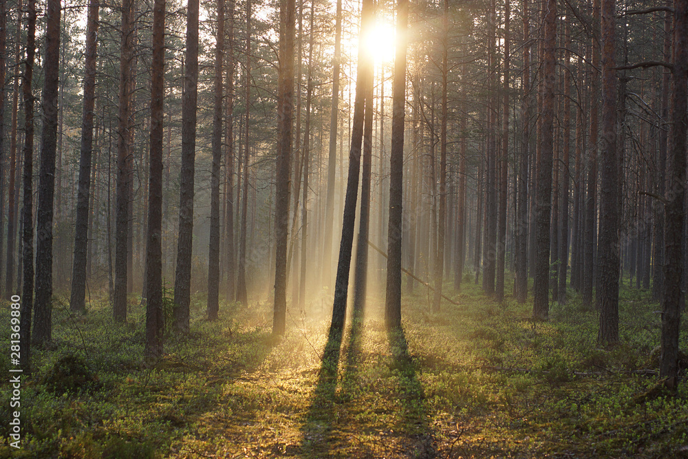 Fototapeta premium Landscape of the morning forest, bathed in sunlight passing through the trees