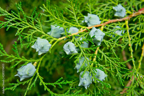 thuja branches with young cones shot close-up on a bright sunny day