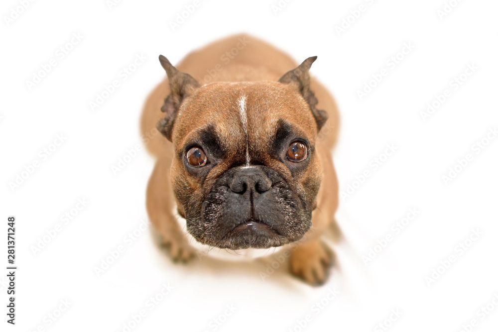 Adorable begging brown French Bulldog dog with big eyes looking up at camera, isolated on white background Adorable begging brown French Bulldog dog with big eyes looking up at camera, isolated on white background