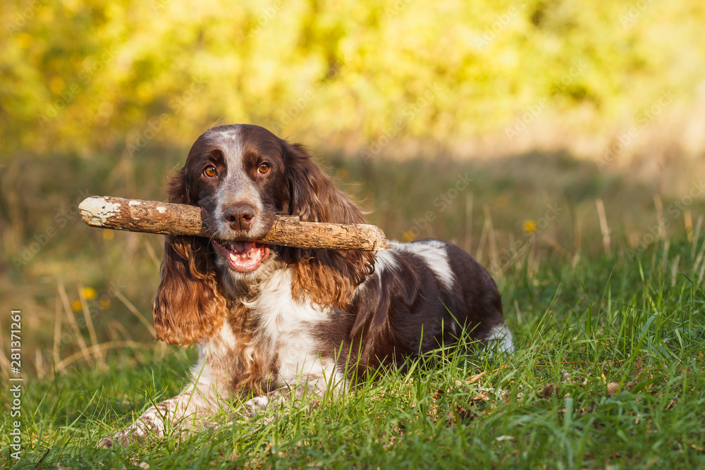 Brown spotted russian spaniel in the forest, blurred background Brown spotted russian spaniel in the forest, blurred background