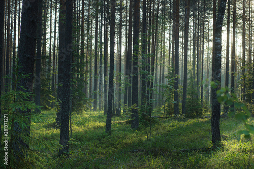 Fototapeta Naklejka Na Ścianę i Meble -  Morning summer forest at dawn, nature wakes up