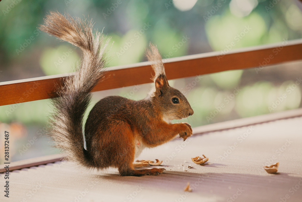 Red squirrel with long hair on ears nibbles nut - obrazy, fototapety, plakaty 