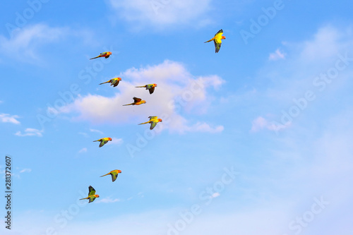 Colorful parrots flying in the sky. Freedom concept
