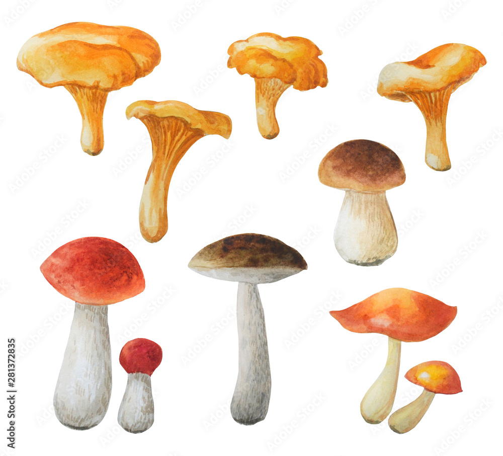 Watercolor set of edible noble mushrooms isolated on a white background. Chanterelle, boletuses, oilers. Watercolor set of edible noble mushrooms isolated on a white background. Chanterelle, boletuses, oilers.