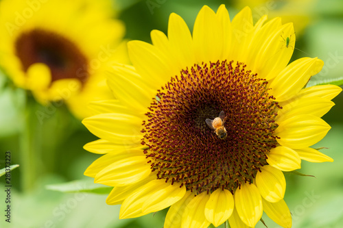 ひまわりの蜜を集めるミツバチ　蜜蜂　8月　真夏　奈良　馬見丘陵公園　イベント © Rummy & Rummy