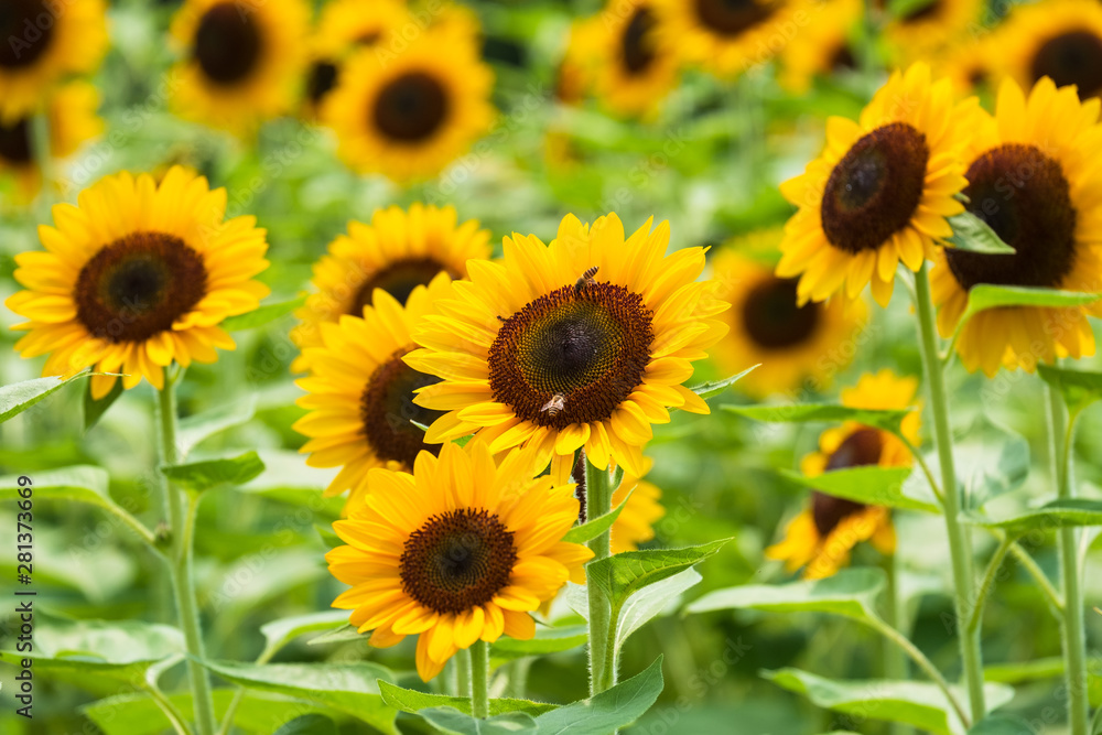 Fototapeta premium 馬見丘陵公園のひまわり畑 向日葵 真夏 8月 イメージ