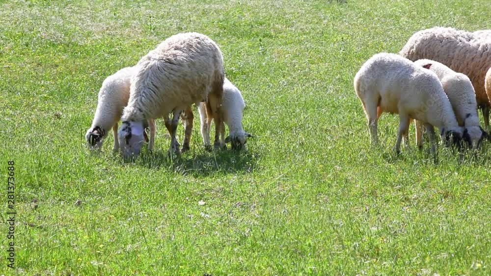 Sheep Feeding On Grass features a group of sheep on a field during a bright, clear day. The sheep eat green grass to their heart's content. Use this to establish a farm setting for movies and TV. 