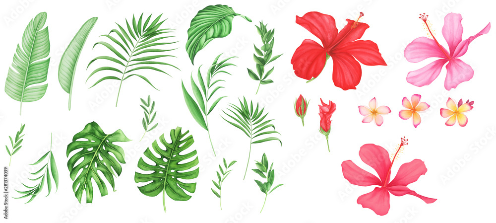 Tropical leaves and flowers set, watercolor painting. Monstera and palm leaves. Plumeria and hibiscus.