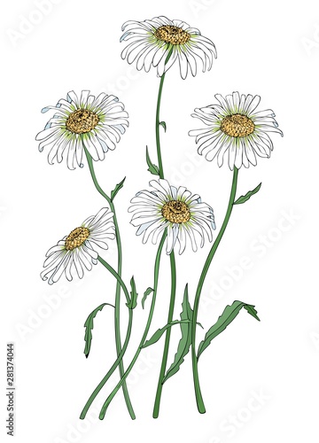  Vector hand drawn daisy flower. Chamomile botanical illustration. 
