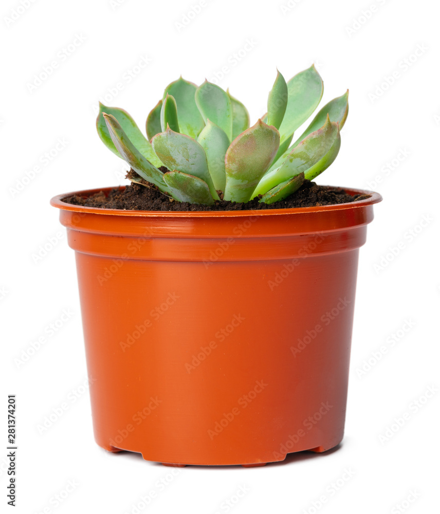 Succulent in pot isolated on white background Succulent in pot isolated on white background