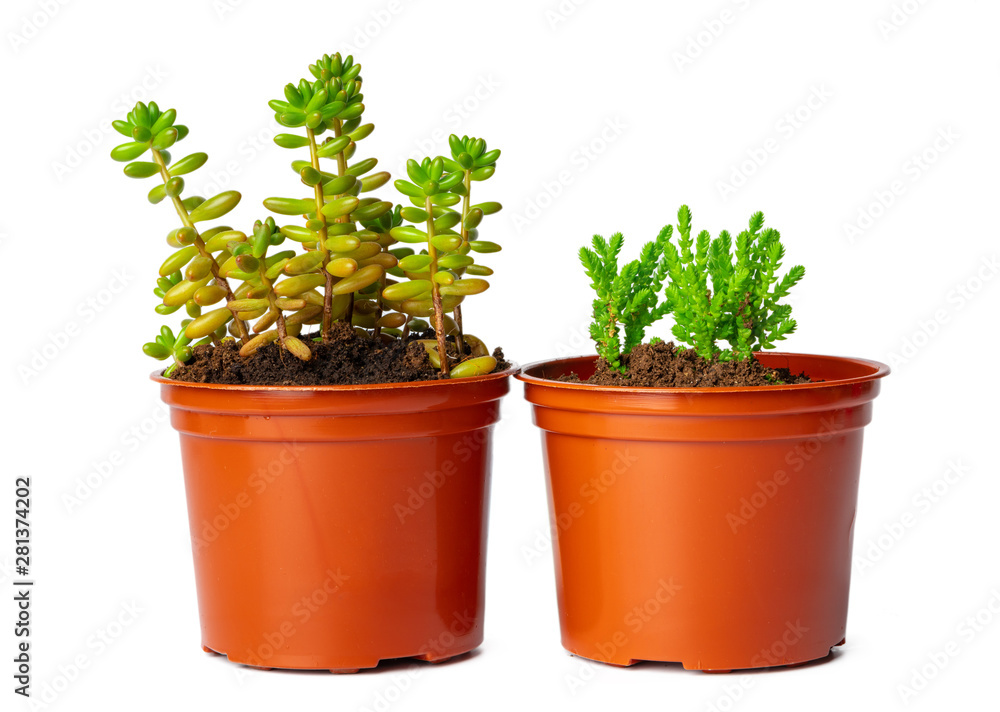 Pots with succulent plants isolated on white background Pots with succulent plants isolated on white background