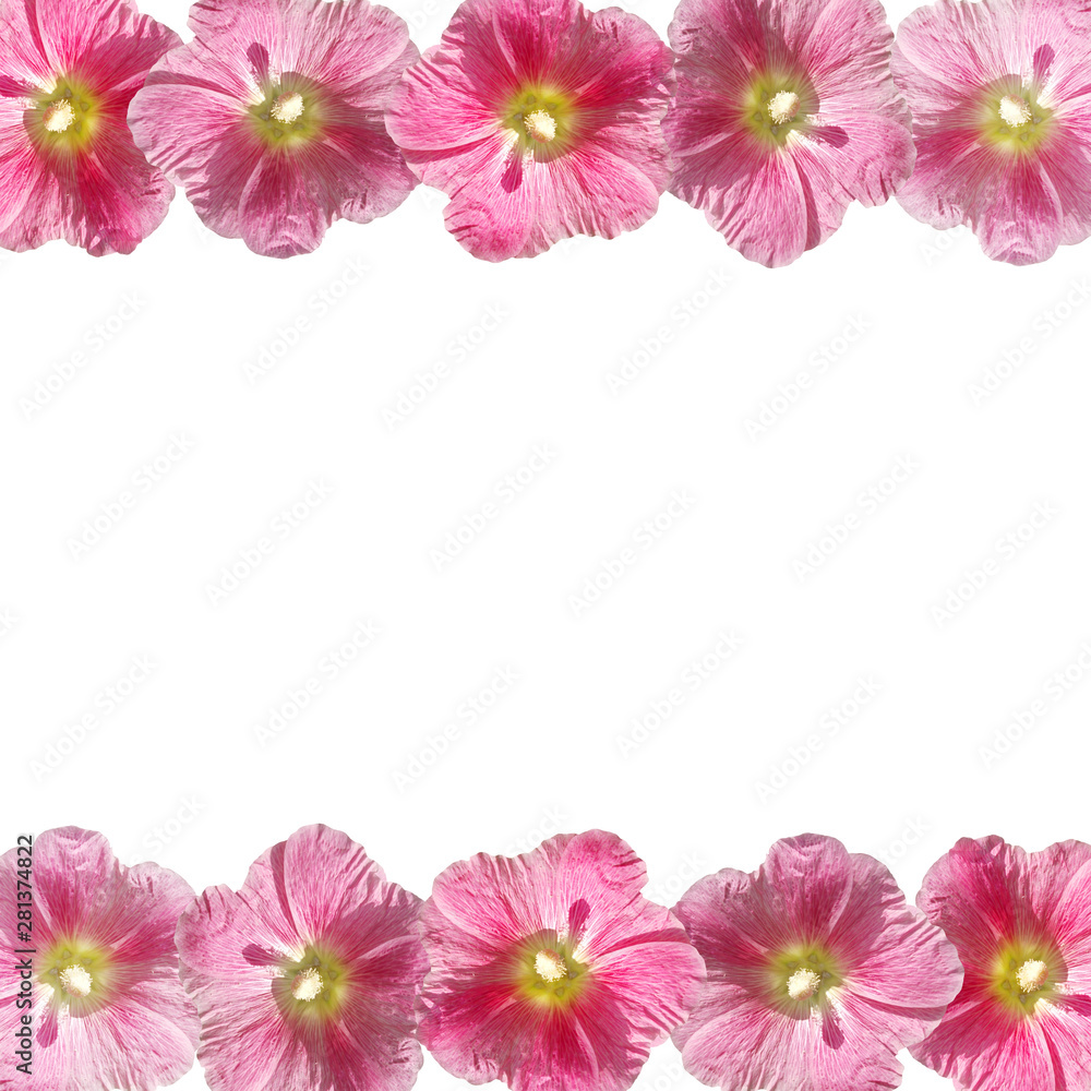 Fototapeta premium Beautiful floral background of pink mallow. Isolated
