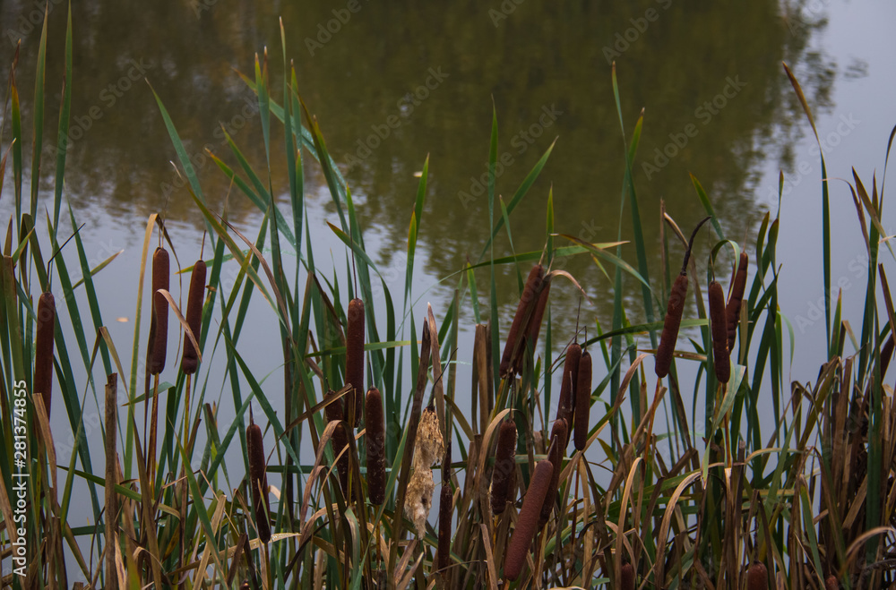 Obraz premium Reeds on the background of the pond in autumn