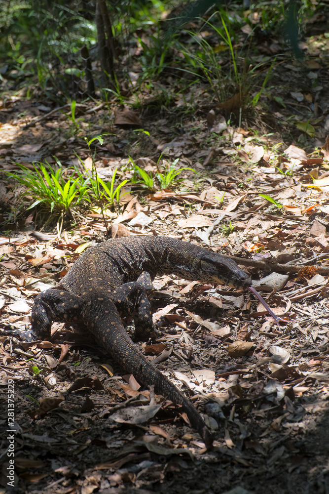 Goanna on the forest floor near Kuranda in Tropical North Queensland, Australia Goanna on the forest floor near Kuranda in Tropical North Queensland, Australia