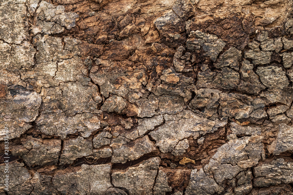 Hard wood or tree bark texture background with rough surface and natural pattern. Detail of wooden trunk and nature material. Hard wood or tree bark texture background with rough surface and natural pattern. Detail of wooden trunk and nature material.
