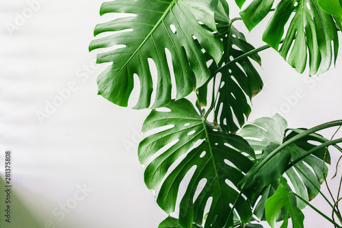 Exotic tropical monstera palm leaves at home. photo