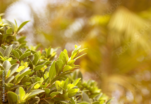 Beautiful floral spring abstract background of nature.