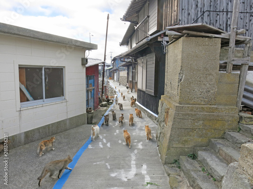 Photography Stray cats walking on Aoshima Island street