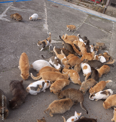 Canvas Print Feeding Cats on famous Aoshima nekojima Japanese cat island