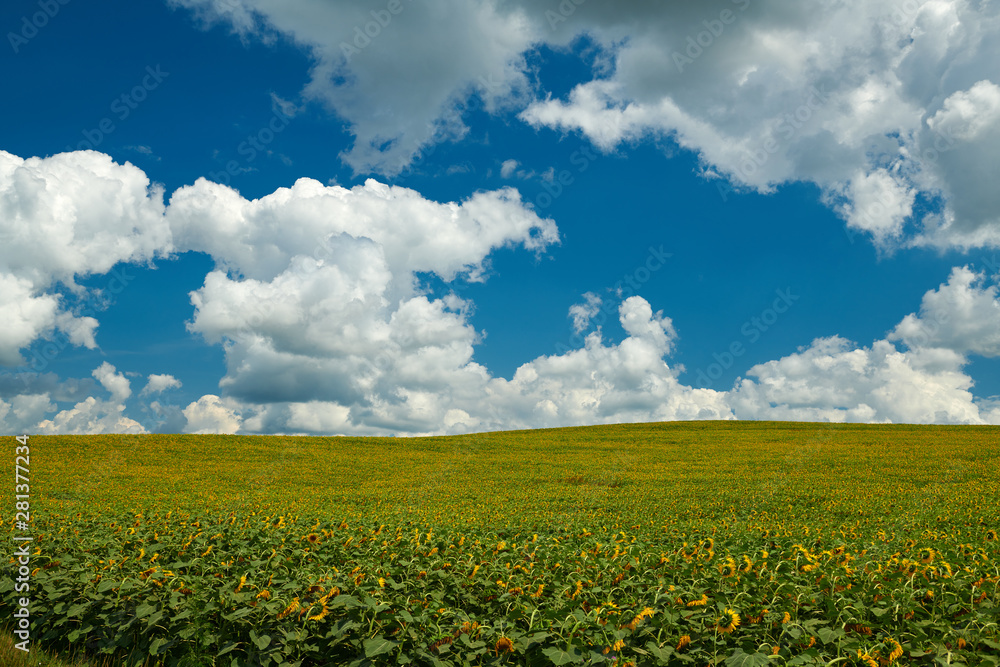 Sunflower field - bright yellow flowers, beautiful summer landscape Sunflower field - bright yellow flowers, beautiful summer landscape