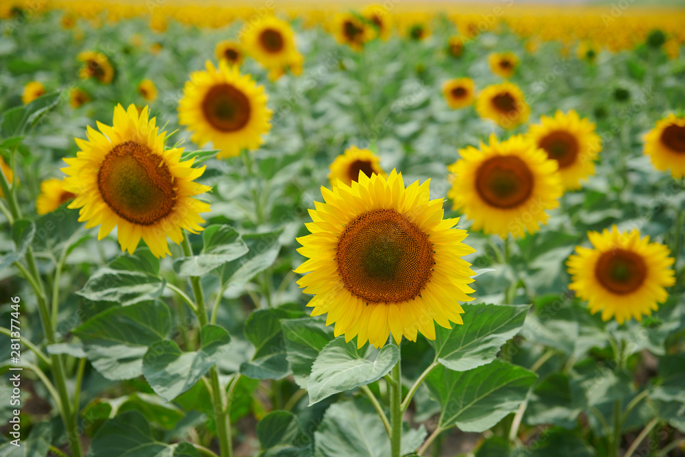 Sunflower field - bright yellow flowers, beautiful summer landscape