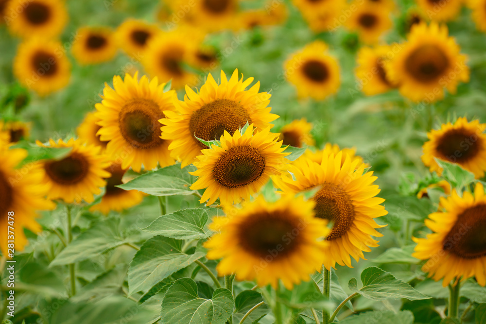 Sunflower field - bright yellow flowers, beautiful summer landscape Sunflower field - bright yellow flowers, beautiful summer landscape