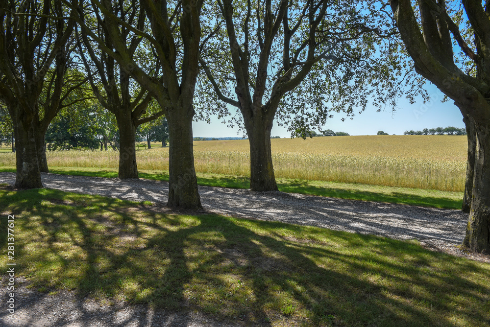 Obraz premium Wheat field and trees in Denmark