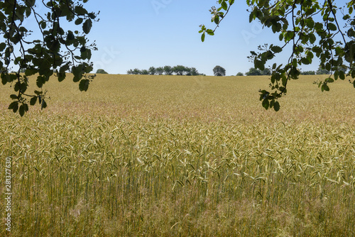 Wheat field and trees in Denmark