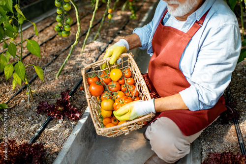 Man holding basket full of freshly plucked tomatoes on the tomato plantation, close-up. Harvesting tomatoes on the organic farm