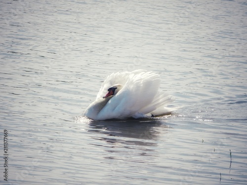 puffy swan swimming on the lake