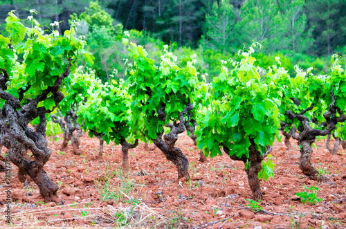 Photos Anoia vineyards, Barcelona in the month of May