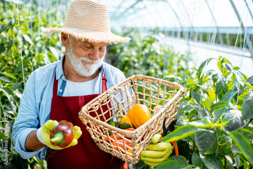 Senior man with freshly plucked sweet peppers on a plantation, harvesting in the greenhouse of a small agricultural farm