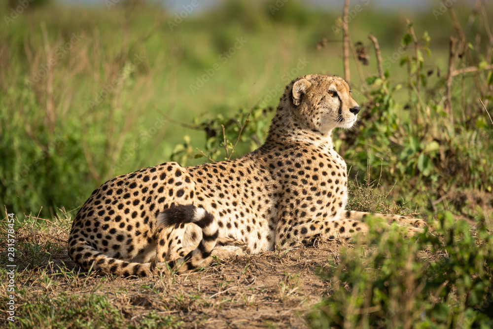 Cheetah lies on dirt bank among bushes Cheetah lies on dirt bank among bushes
