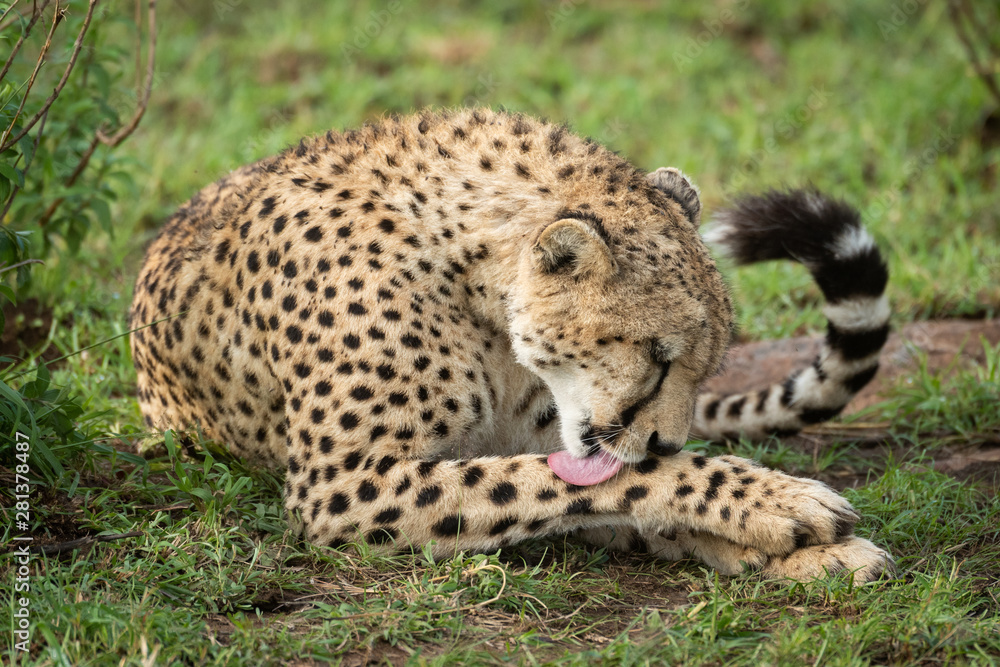 Fototapeta premium Cheetah lies by leafy bush licking leg