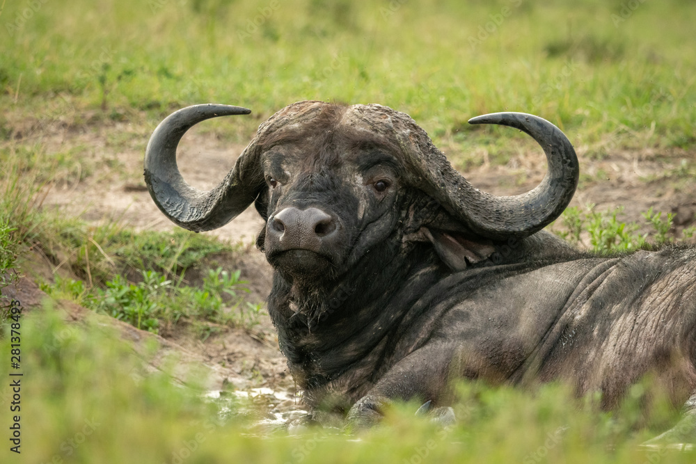 Close-up of Cape buffalo in muddy wallow