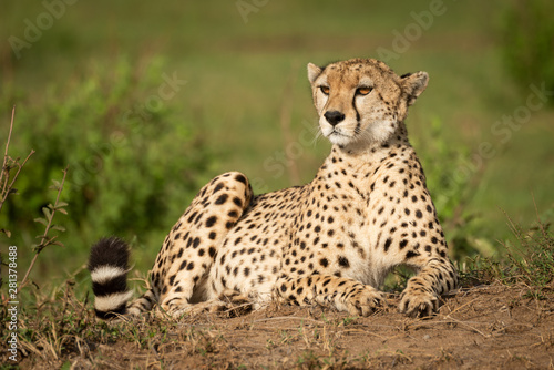 Cheetah lies on dirt bank turning head